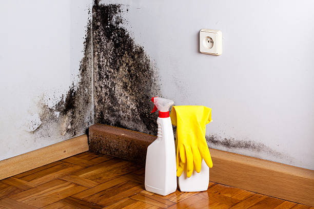 Best Industrial Mold Remediation  in Scottdale, PA